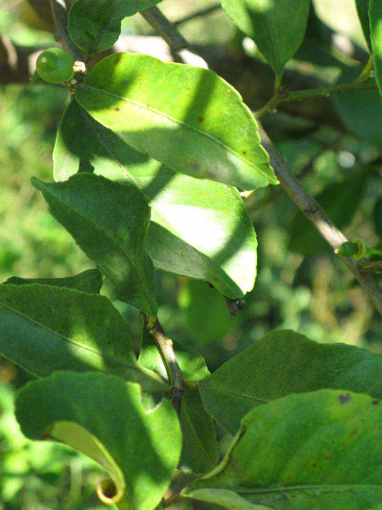              Sun leaves (Winter Haven, FL)       